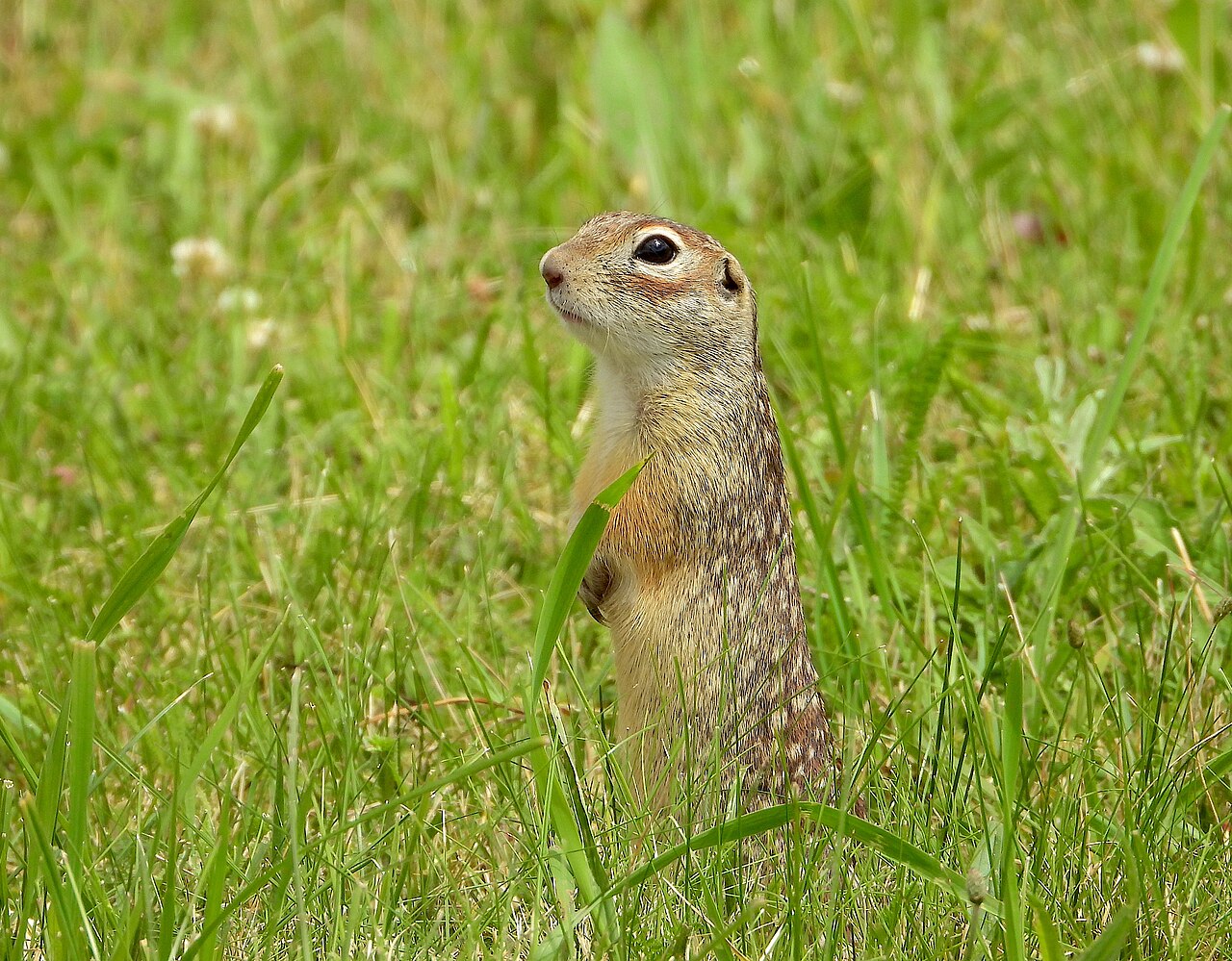 Podolian Ground Squirrel (Spermophilus odessanus)