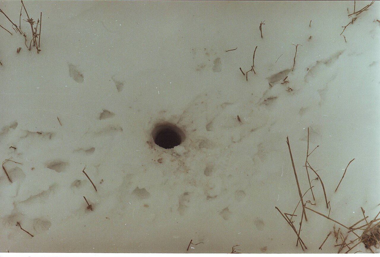 Podolian Ground Squirrel, the same kind of entrance at the end of hibernation, pushed open from within through the last snow, with the first tracks around it
