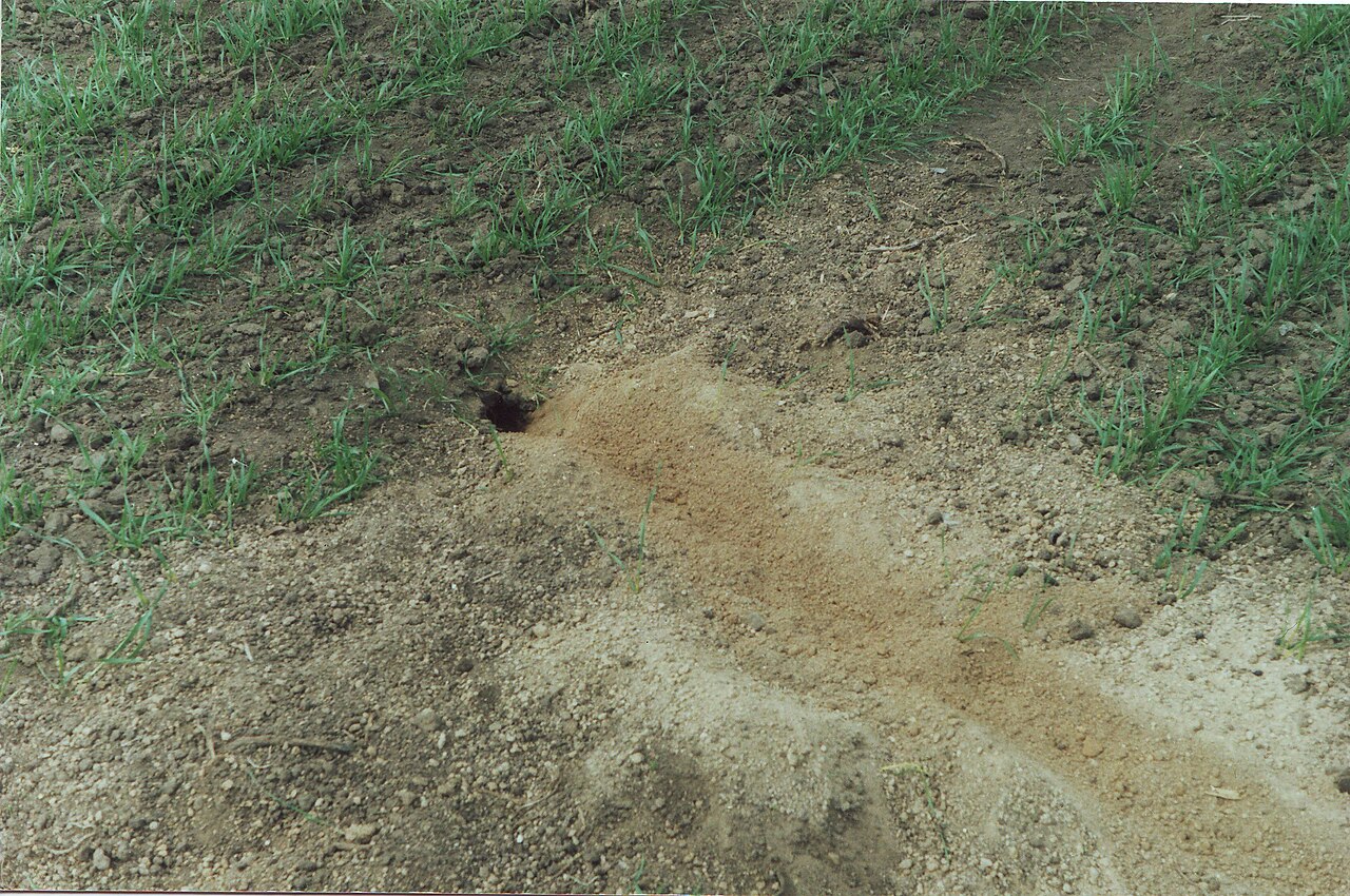 Podolian Ground Squirrel, burrow mouth on a field edge near odessa, with the fan of pale excavated subsoil running metres down the slope