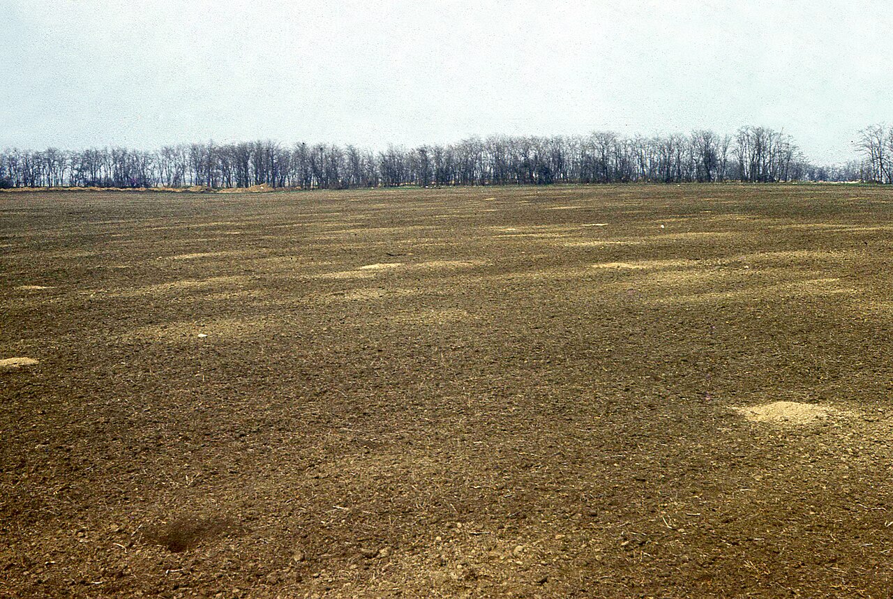 Podolian Ground Squirrel, a whole colony at a glance: every pale patch in this field near odessa is the earth in front of one burrow mouth