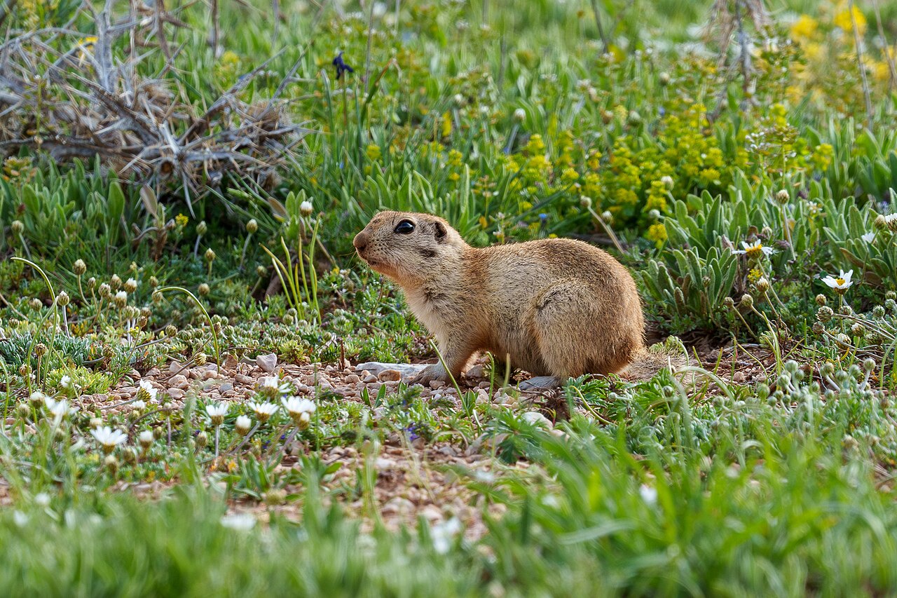 Spermophilus taurensis (Spermophilus taurensis)