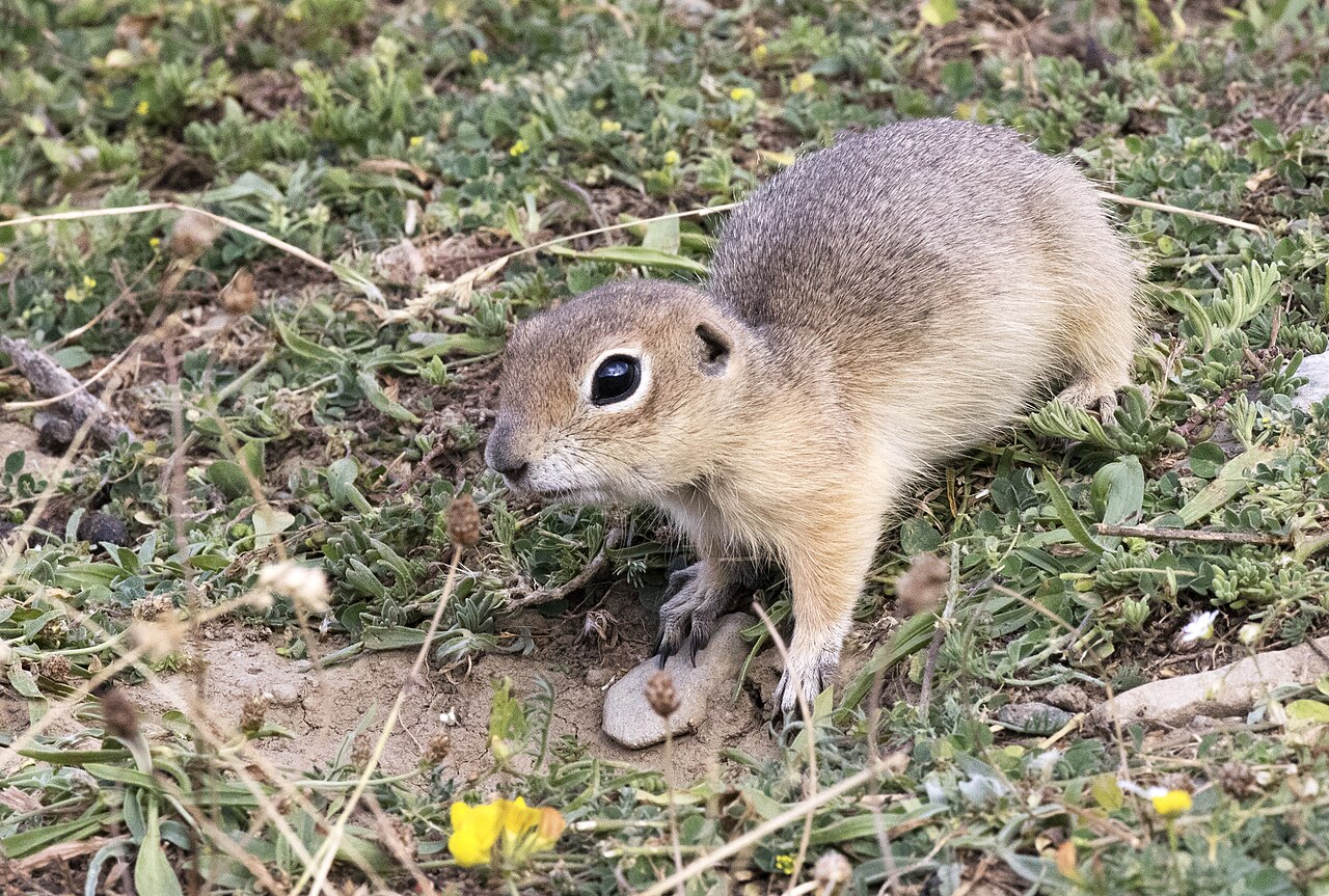 Anatolian ground squirrel (Spermophilus xanthoprymnus)