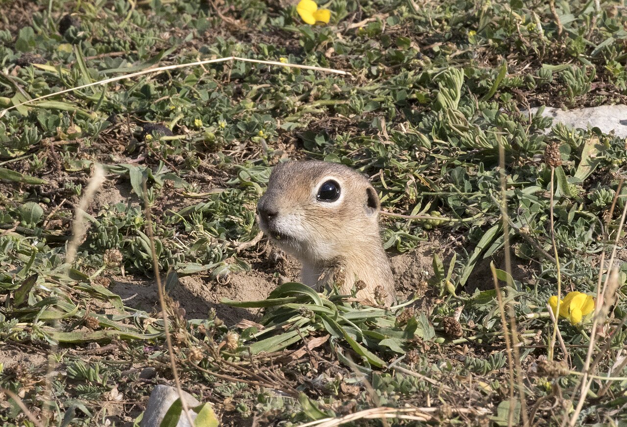 Anatolian ground squirrel, burrow mouth in the steppe turf at ulukışla, its occupant just looking out — note the bare, grazed-away ring around the shaft