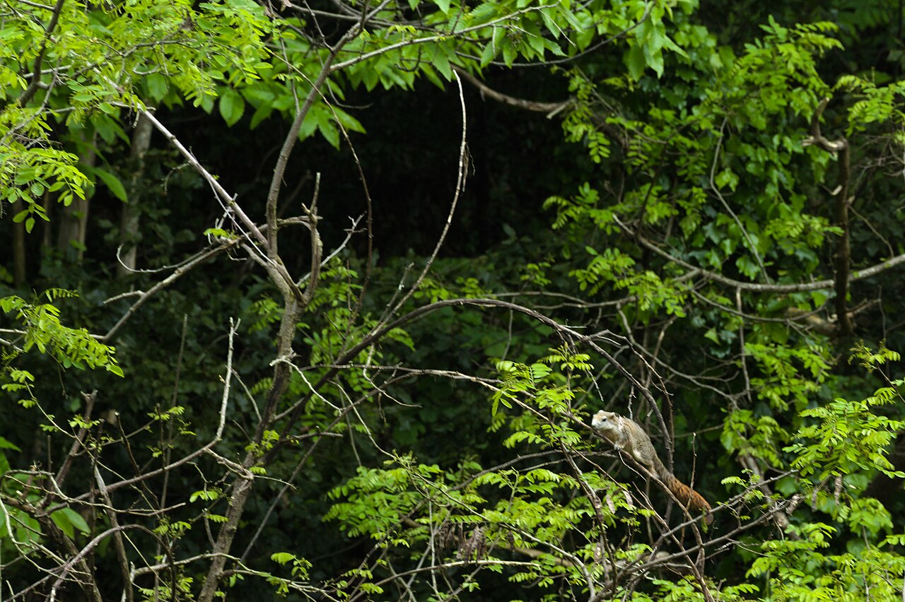Thaise eekhoorn, in de italiaanse bevolking: een bleek dier met roestrode staart hoog in een kroon van loofhout; de determinatie rust op het kleurbeeld van de ondersoort bocourti en op de italiaanse herkomst van de opname