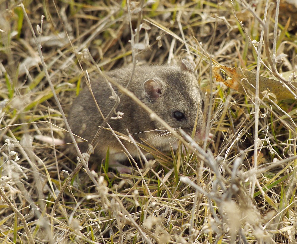 Gray Hamster, head close up: round thinly furred ears, small black eyes and the sharp division between grey back and white flank