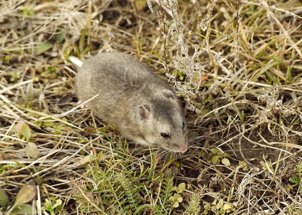 Gray Hamster (Nothocricetulus migratorius)