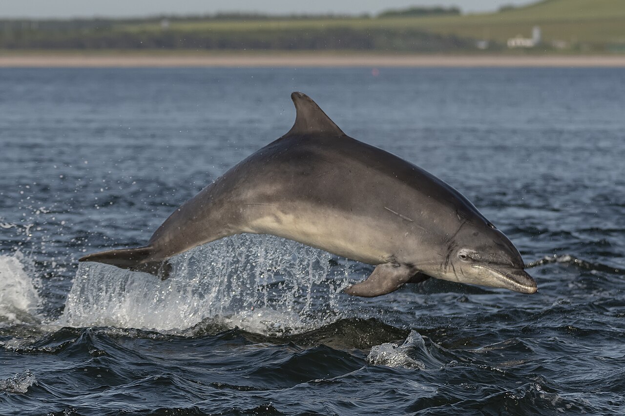 Tuimelaar (Tursiops truncatus)