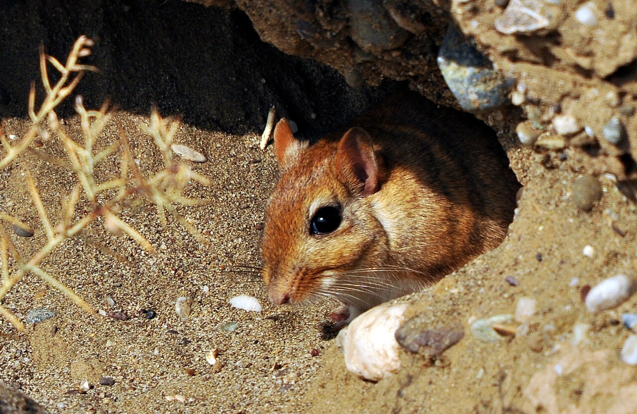 Tristram's Jird, head in the burrow mouth beneath a stone near diyarbakır, south-eastern turkey; the warm red-brown form of south-eastern anatolia, with large dark eyes, a pale eye ring and large, thinly haired ears