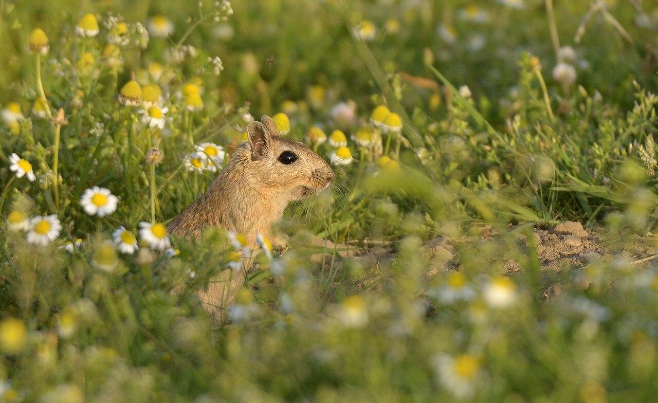 Tristram's Jird, sitting up at the burrow mouth in flowering spring steppe near bismil, south-eastern turkey; the heap of excavated earth shows to the right — this is the low, soft-soiled steppe the species is tied to