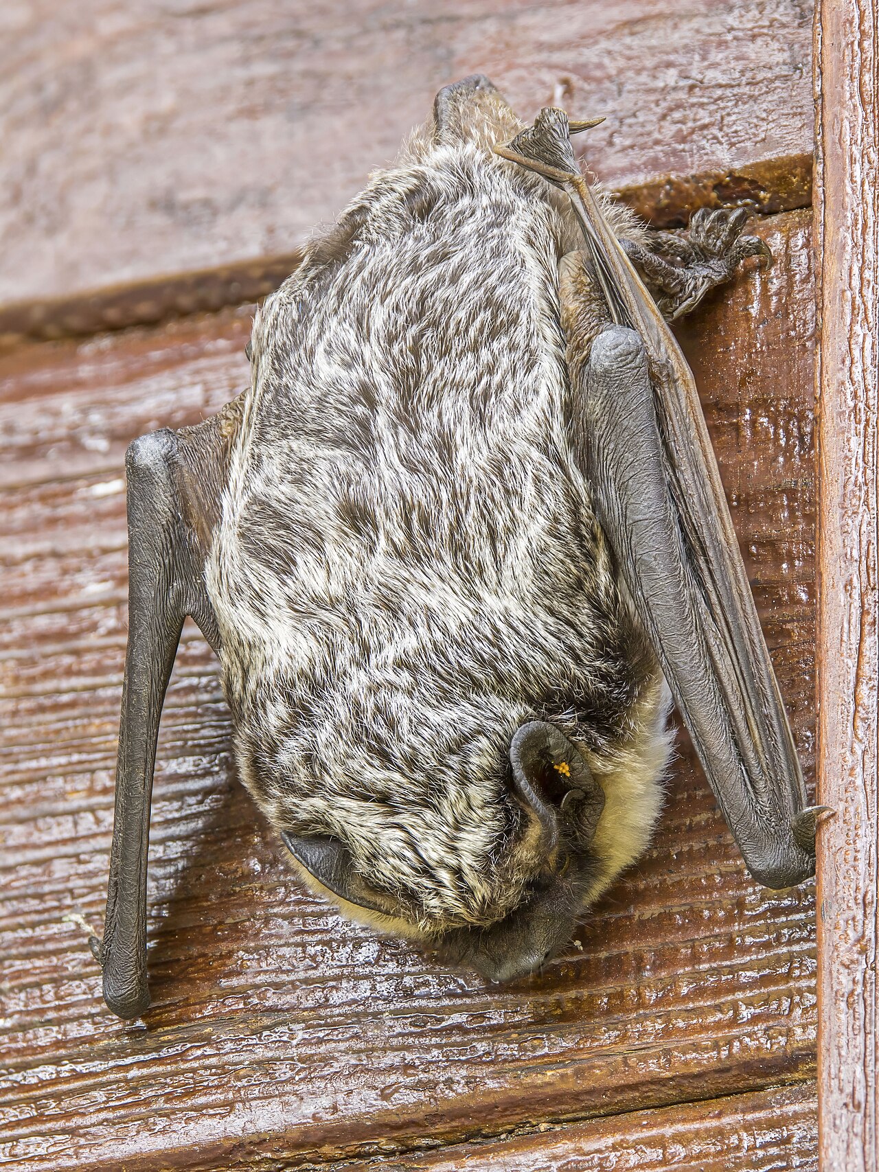 Particoloured Bat (Vespertilio murinus)
