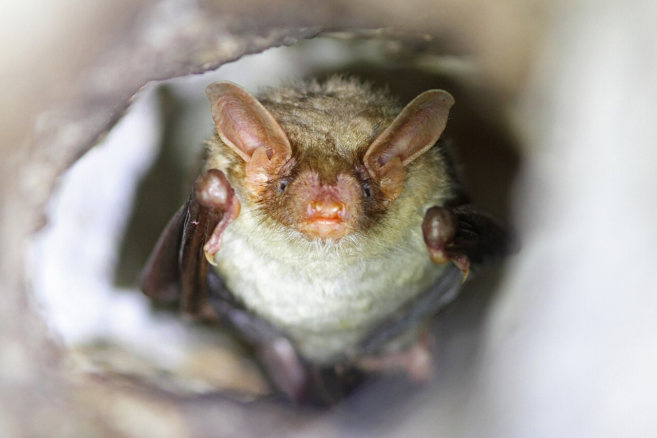 Vale vleermuis, kop van voren in een tunnel, sierra de andújar, spanje: brede snuit zonder lichte voorhoofdsvlek en oren die tot voorbij de neus reiken