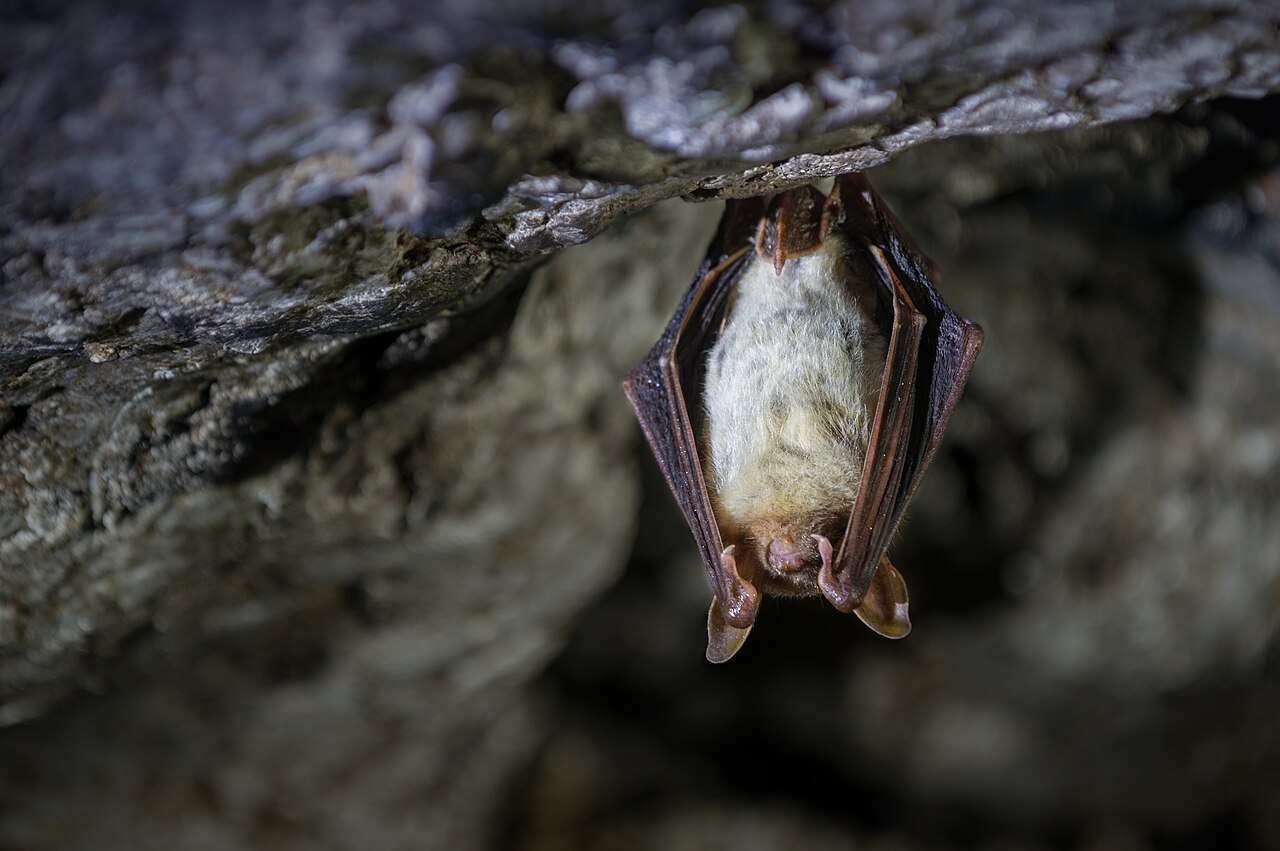 Vale vleermuis (Myotis myotis)