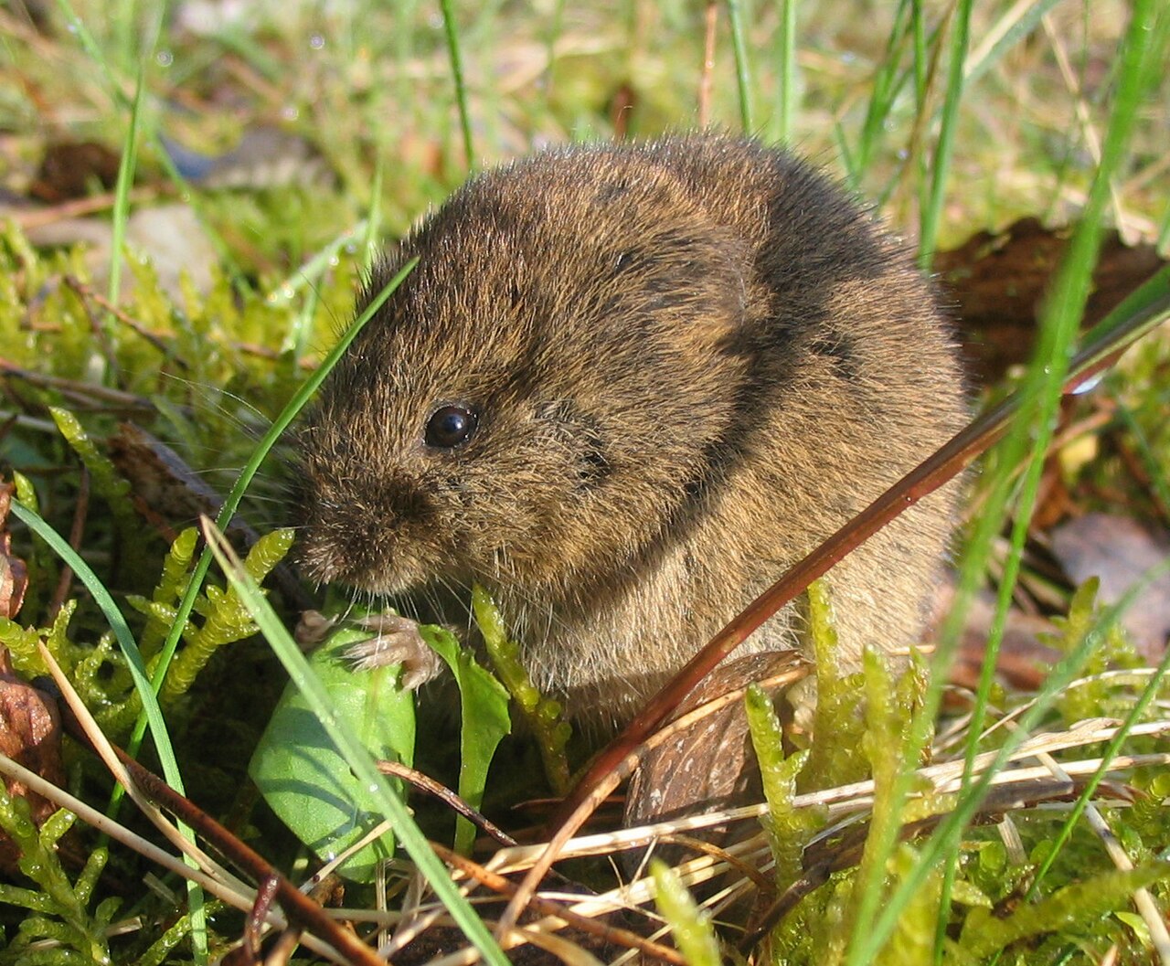 Veldmuis, kop van dichtbij bij lanke, brandenburg: stompe snuit, klein oog en oren die grotendeels in de vacht verdwijnen