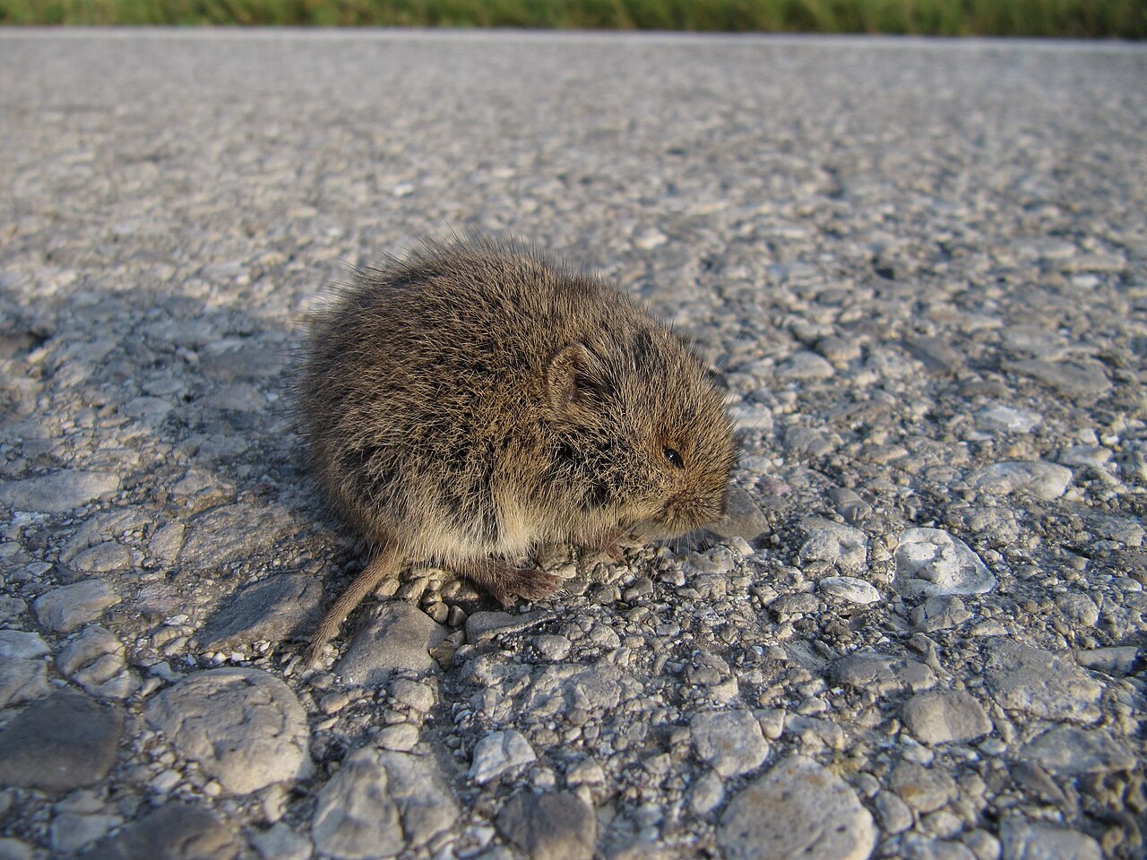 Veldmuis (Microtus arvalis)