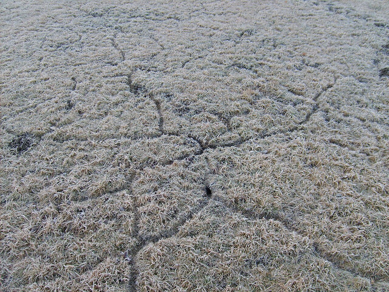 Veldmuis, wissels in berijpt gras aan het eind van de winter, interlaken: smalle paadjes die de holen met elkaar verbinden