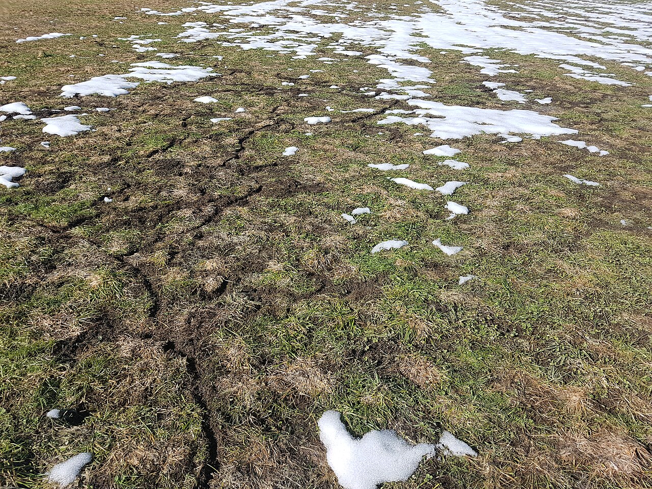 Veldmuis, het net van wissels dat na de sneeuwsmelt bloot komt te liggen, ried bij dornbirn, vorarlberg