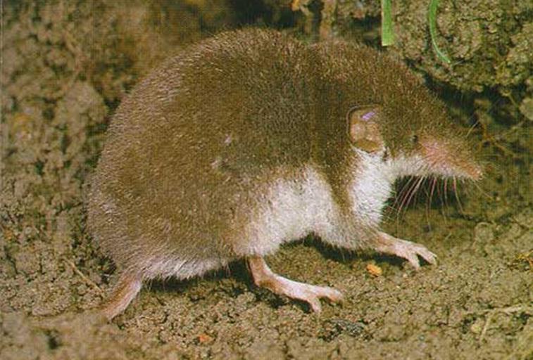 Bicolored Shrew (Crocidura leucodon)