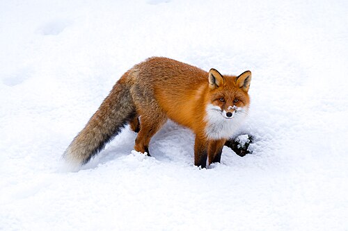 Vos (Vulpes vulpes)
