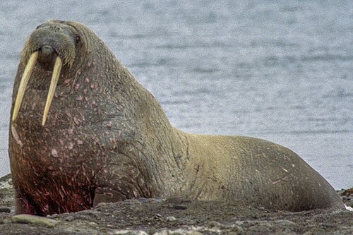 Walrus (Odobenus rosmarus)