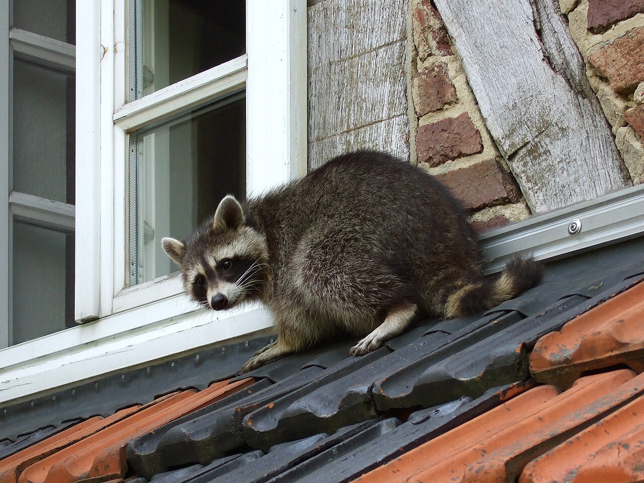 Mapache común, mapache urbano al amanecer en el tejado de una vivienda, alemania