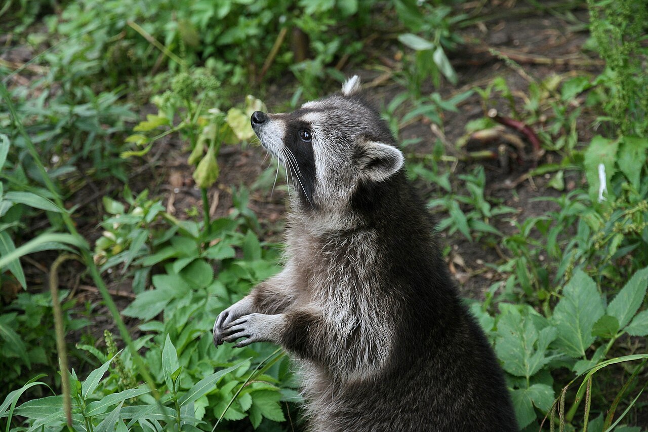 Mapache común (Procyon lotor)