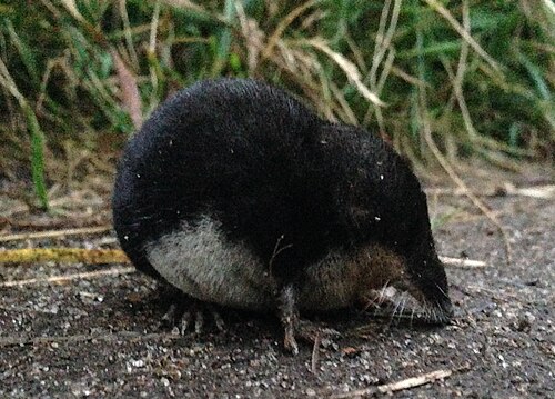 Waterspitsmuis (Neomys fodiens)