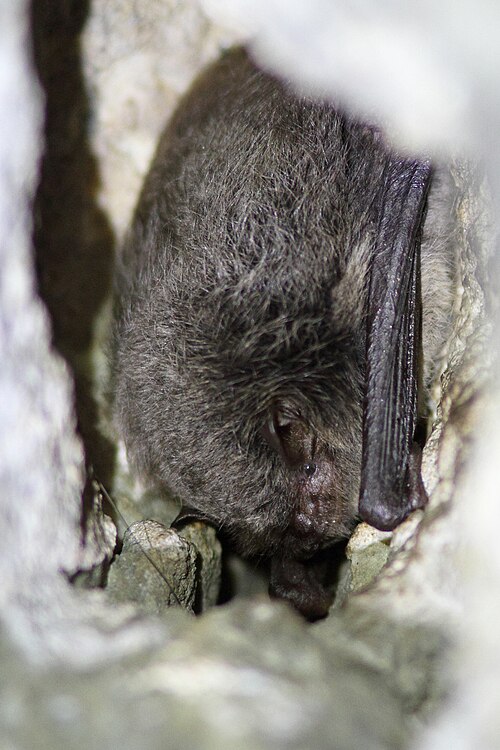 Watervleermuis (Myotis daubentonii)