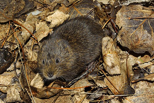 West-Europese woelrat (Arvicola sapidus)