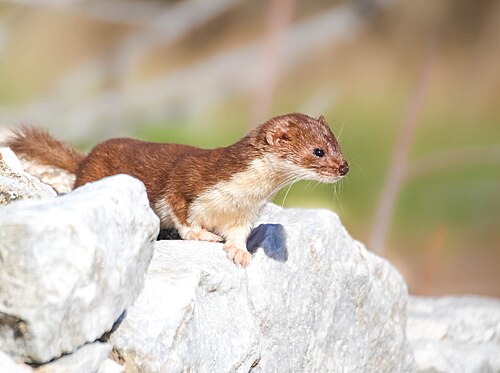 Wezel (Mustela nivalis)