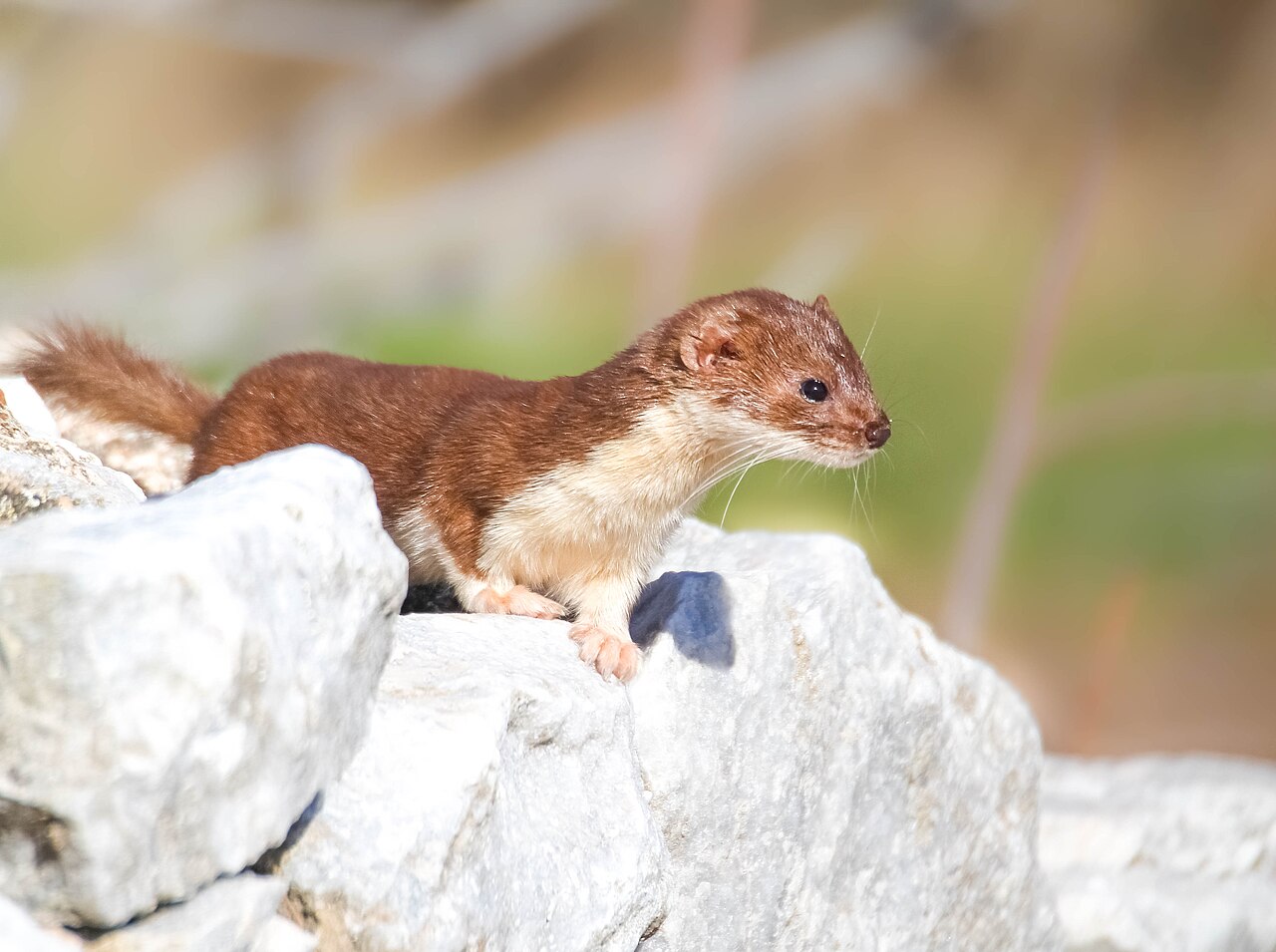 Wezel (Mustela nivalis)