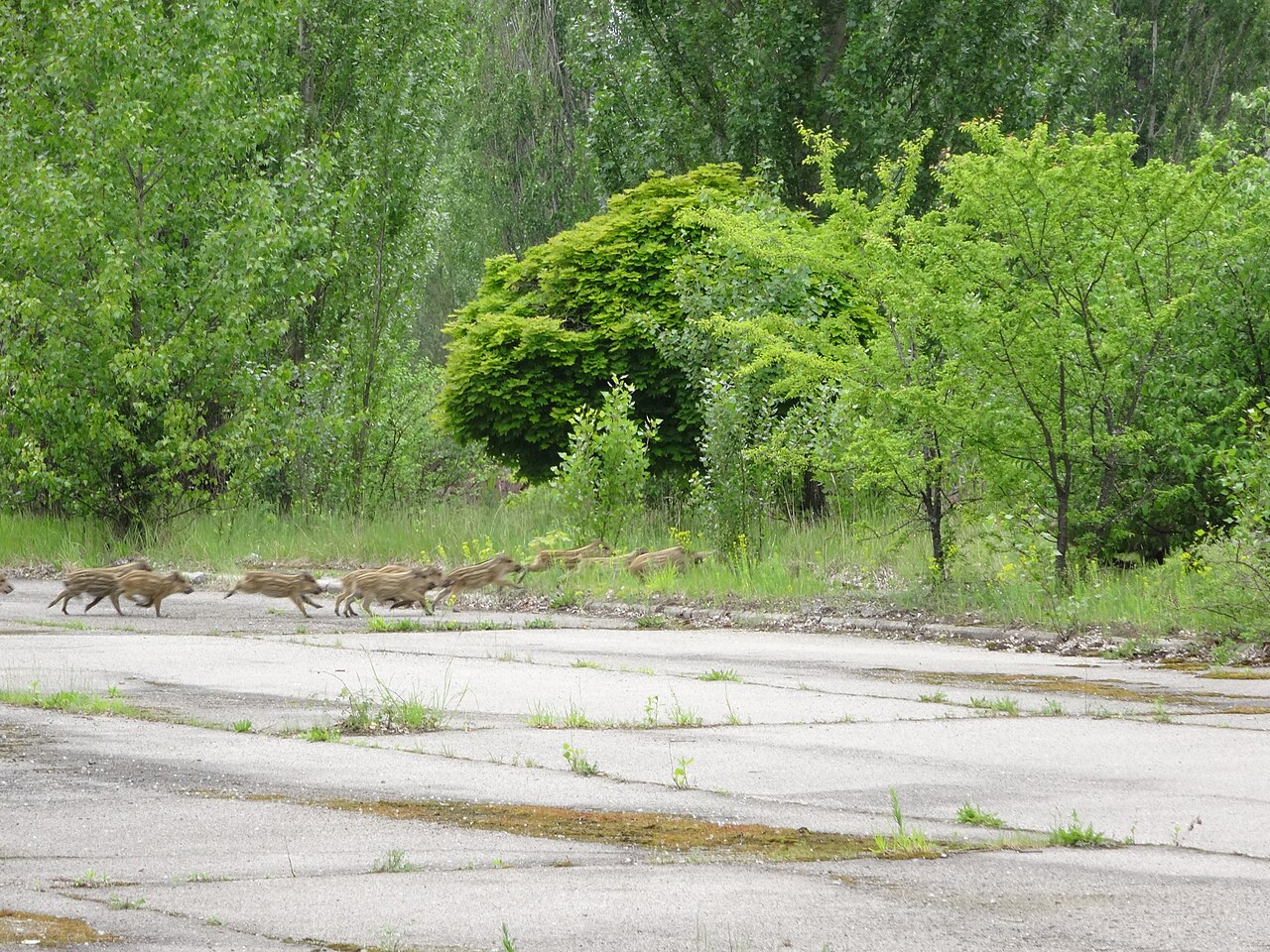 Wild zwijn, opgejaagde rotte in de verlaten stad prypjat, oekraïne, waar bos en zwijn het beton hebben teruggenomen