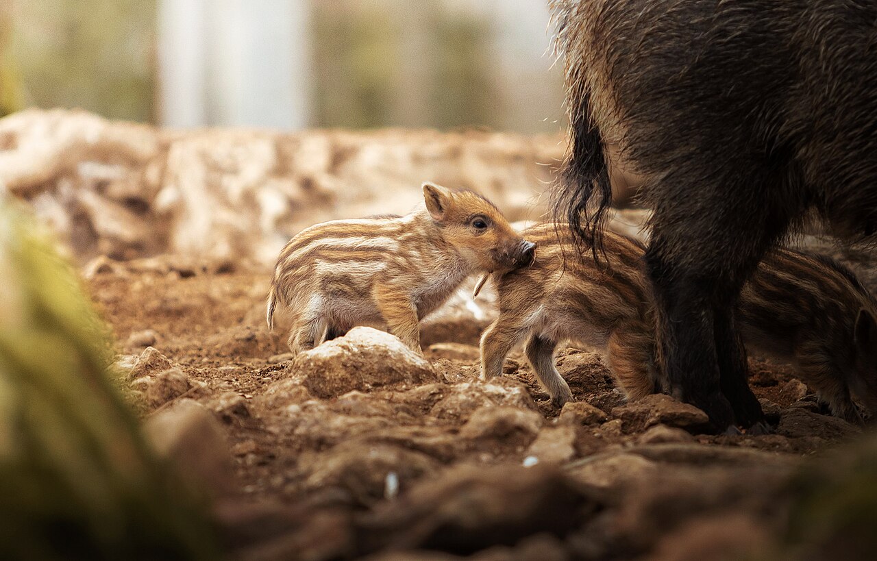 Wild zwijn, biggen in het streepjespak achter de zeug, nationaal park šumava; de lengtestrepen verdwijnen na drie tot vier maanden