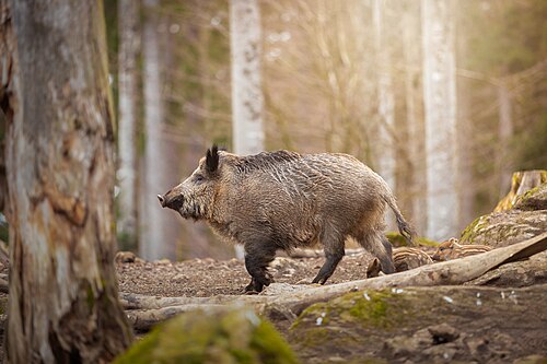Wild zwijn (Sus scrofa)