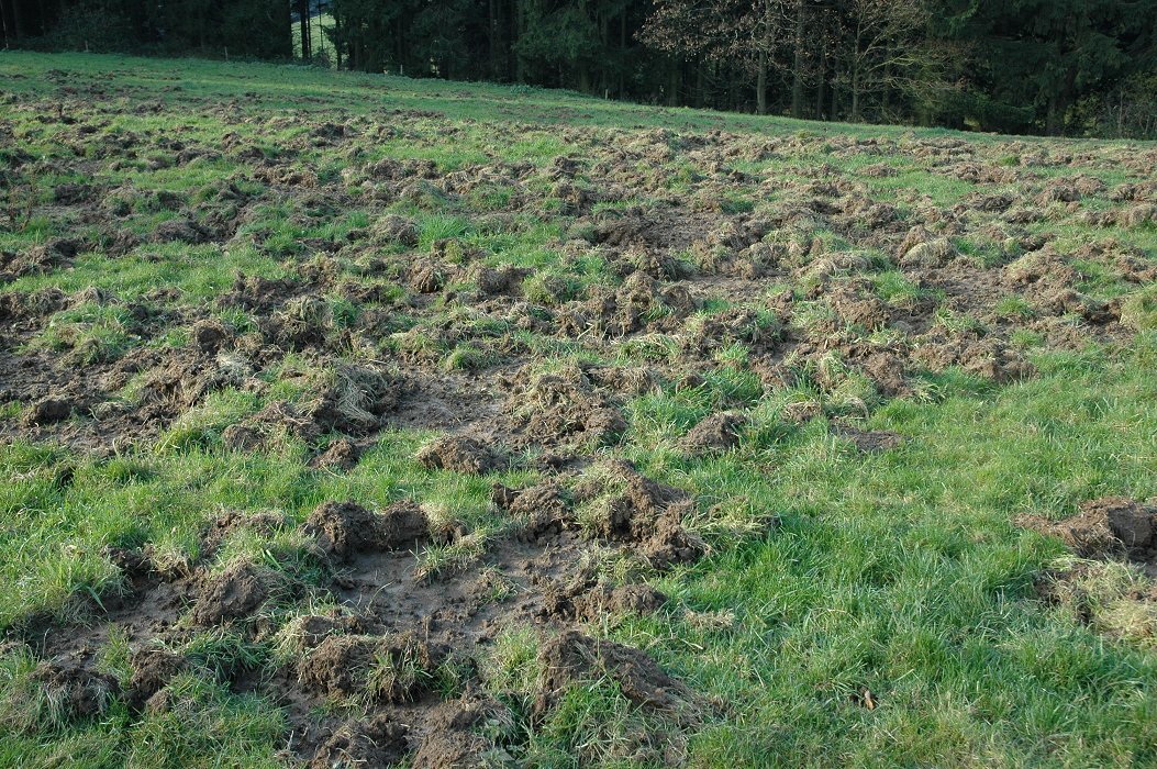 Wild zwijn, wroetveld: een weide bij de süntel, nedersaksen, waar een rotte de graszode over tientallen meters heeft omgekeerd