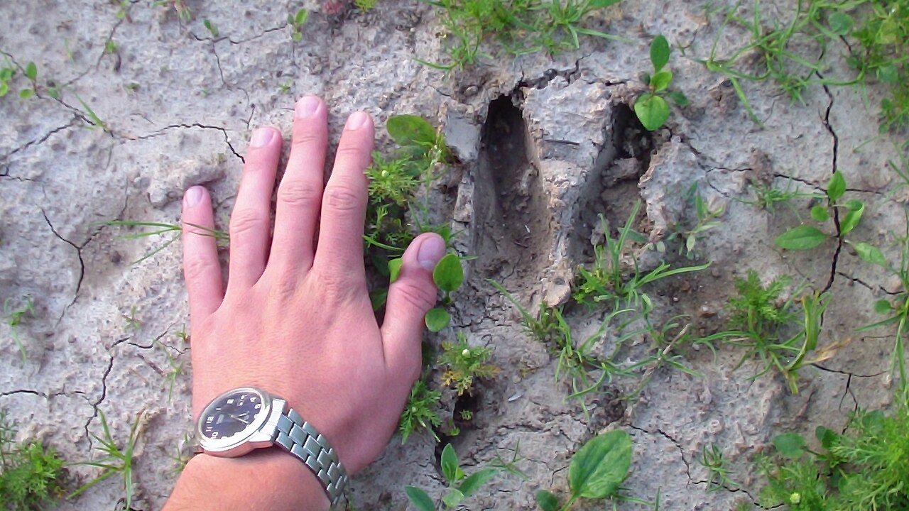 Wild zwijn, prent van een volwassen zwijn in opgedroogde modder, met een hand als maat: twee brede, botte hoefjes en daarnaast de wijd uiteen staande bijklauwen