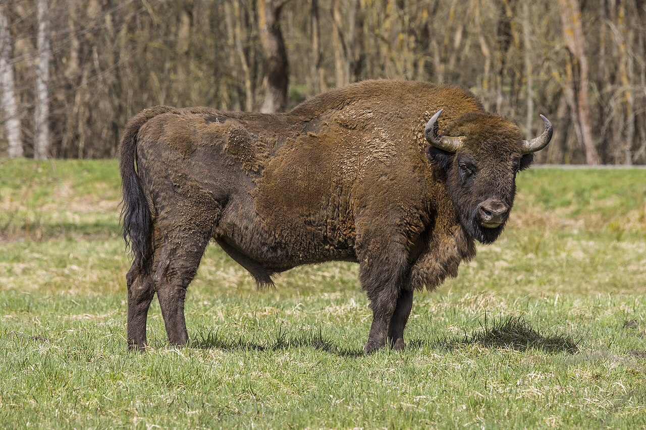 Bison bonasus (Bos bonasus)