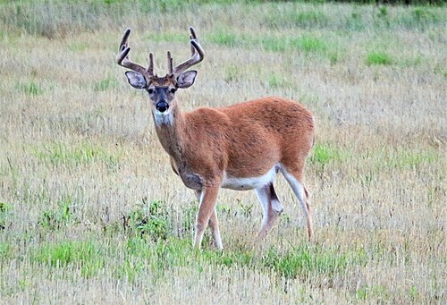 Witstaarthert (Odocoileus virginianus)