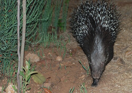 Witstaartstekelvarken (Hystrix indica)