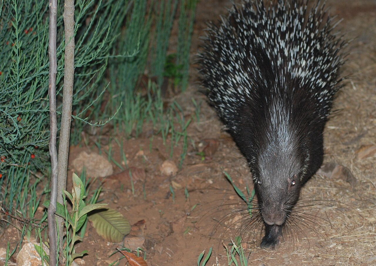 Witstaartstekelvarken (Hystrix indica)
