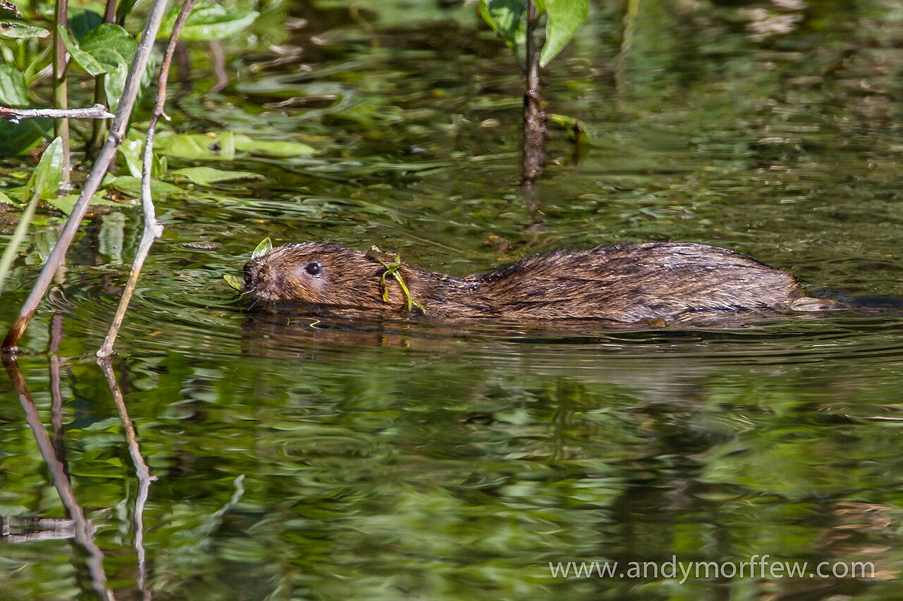 Woelrat, zwemmend in de rivier de itchen, hampshire: hij ligt hoog op het water met de rug droog en de behaarde staart als roer achteraan