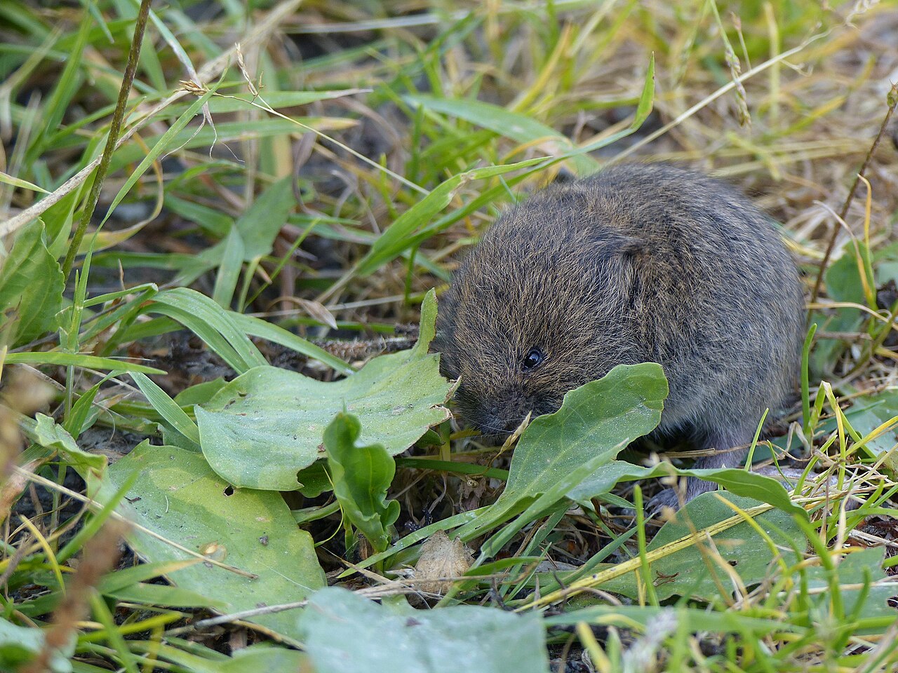 Woelrat (Arvicola amphibius)