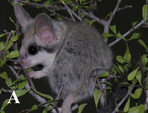 Woestijnslaapmuis (Eliomys melanurus)