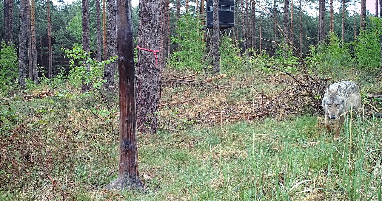 Wolf, cameraval in het natuurgebied schlaubetal, brandenburg: een wolf trekt door het jonge dennenbos langs een hoogzit