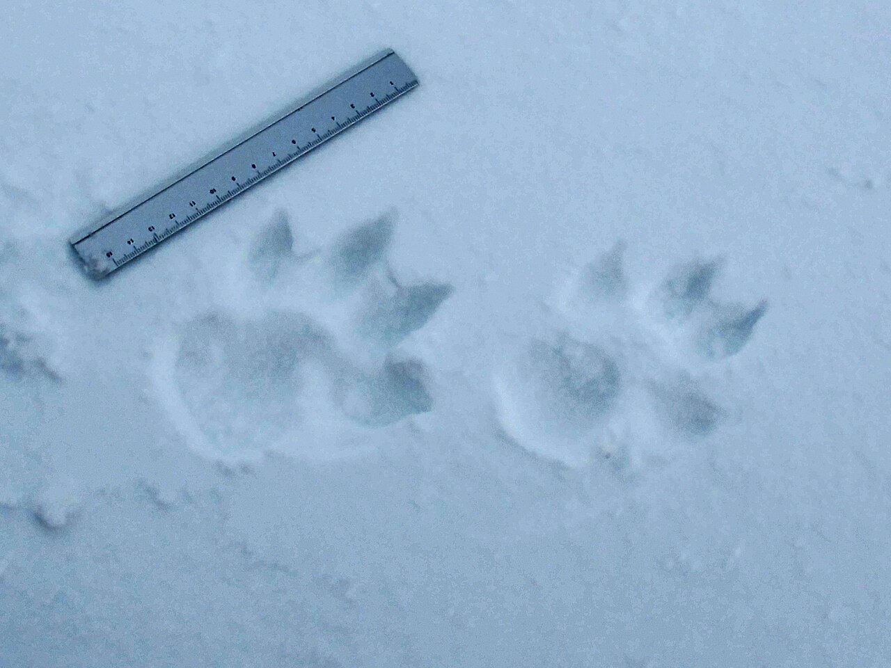 Wolf, twee prenten in verse sneeuw, met liniaal: langgerekt, de twee middelste tenen ver naar voren, de nagels afgedrukt