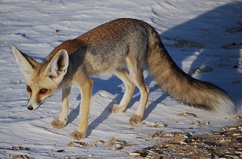 Zandvos (Vulpes rueppellii)