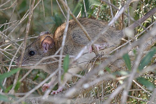 Zwarte rat (Rattus rattus)