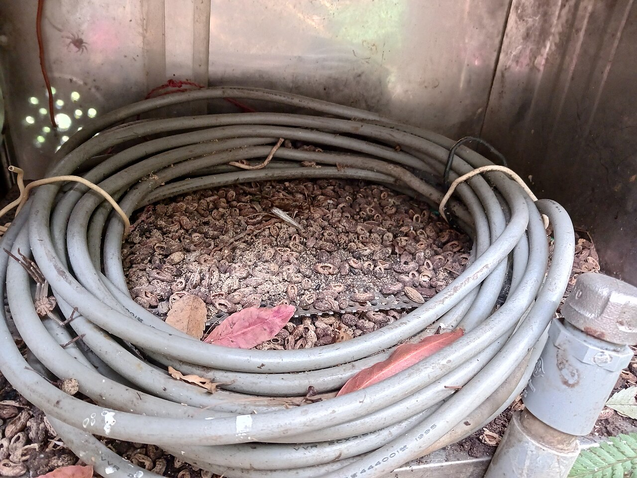 Zwarte rat, voorraadplaats in een berging: honderden zaadstenen, elk netjes doormidden geknaagd, opgehoopt in een opgerolde kabel. het knaagbeeld en de droge, hooggelegen plek wijzen op een rat; de soort is op het beeld zelf niet met zekerheid vast te stellen